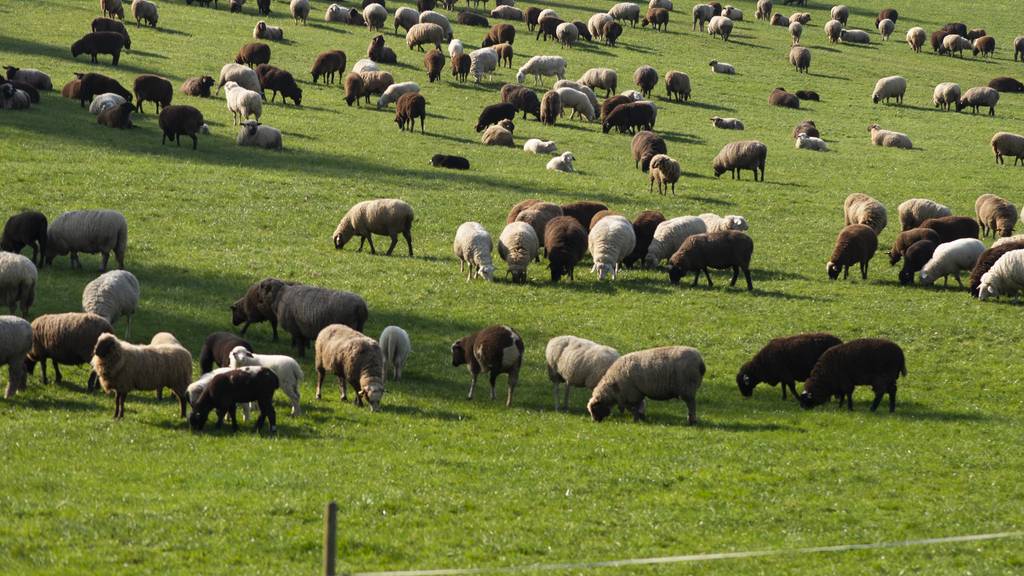 Schafe Luzern
