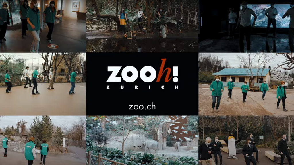 Zoo Zürich: Jetzt tanzen sogar die Pinguine zu Jerusalema