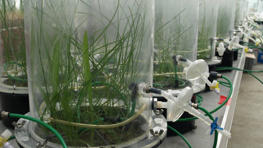 Forschende von Agroscope und von der Universität Zürich untersuchten mit unterschiedlichen Bodenproben in luftdichten Kammern, welchen Einfluss Pilze und Bakterien auf das Wachstum von Pflanzen haben.