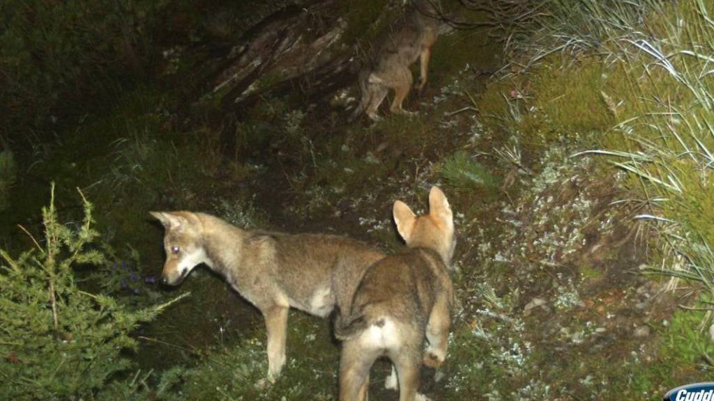 Jungwölfe tappen in Graubünden eine Fotofalle. Die Wildhut hat bisher 46 Welpen nachgewiesen, die dieses Jahr im Bündnerland zur Welt gekommen sind. (Archivbild)