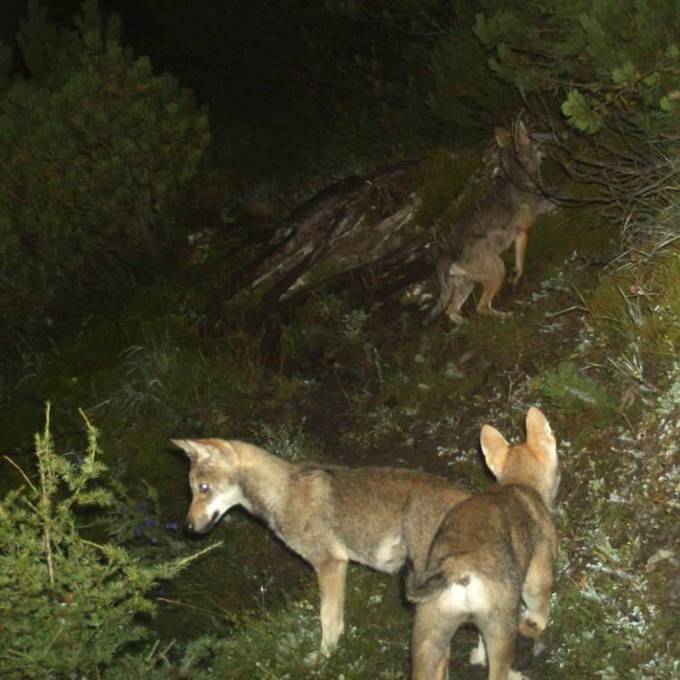 Elf Bündner Wolfsrudel mit Nachwuchs