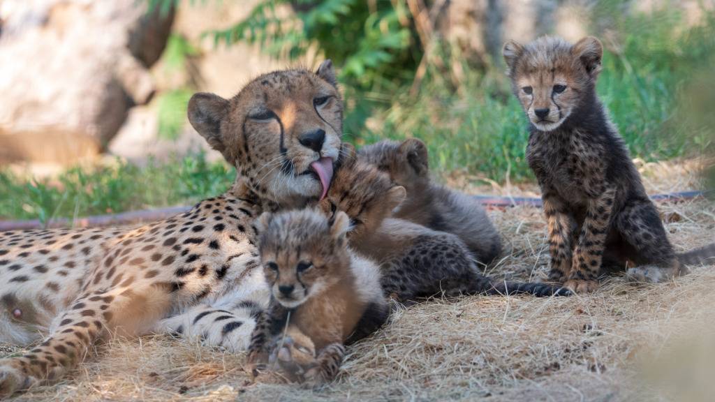 Die Gepardenmutter Malaika hat im Zoo Basel Sechslinge zur Welt gebracht.