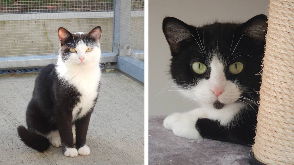 Katzengruppe mit Ron