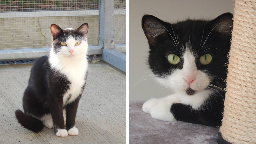 Katzengruppe mit Ron