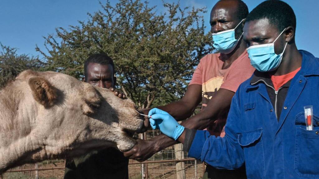 Zoonose-Kontrolle im International Livestock Research Institute (ILRI) in Machakos, Kenia. Kamele sind ein Zwischenwirt und das Mers-Virus ist unter ihnen weit verbreitet. Sollte es mutieren, würde es auch Menschen befallen und eine Pandemie auslösen, die weit schlimmer wäre als Covid-19 (AFP).