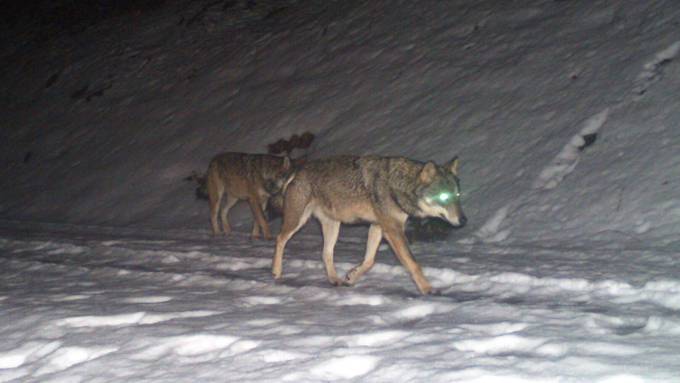 Auf der Jagd entdeckt: Erstes Wolfsrudel im Kanton Glarus