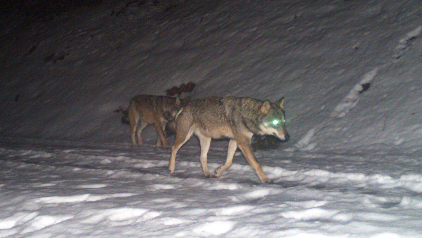 Vermutlich die Eltern des ersten Glarner Rudels: Zwei Wölfe tappten im Februar am Kerenzerberg in eine Fotofalle.