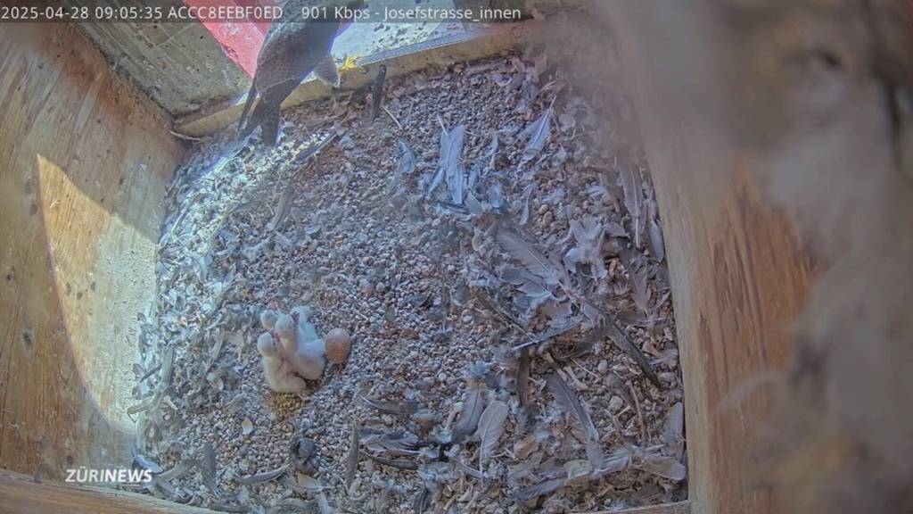 Flauschiger Nachwuchs: Seltene Wanderfalken-Küken in Zürich