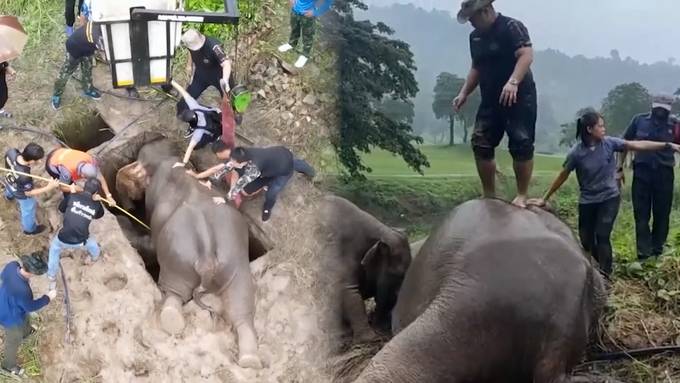 Elefantenbaby und Mutter stürzen in Grube