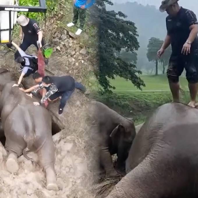 Elefantenbaby und Mutter stürzen in Grube