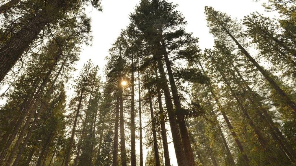 Bäume im Yosemite National Park. Gemäss einer Studie sind in Kalifornien fast 60 Millionen grosse Bäume wegen der grossen Dürre gefährdet. (Symbolbild)