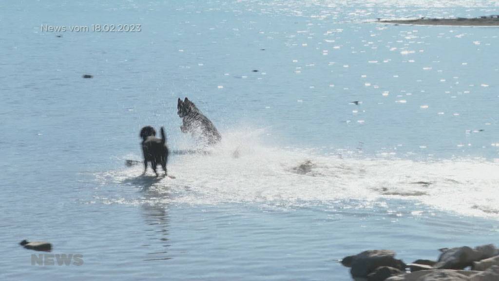 Wie gefährlich ist es mit dem Hund an Gewässern?