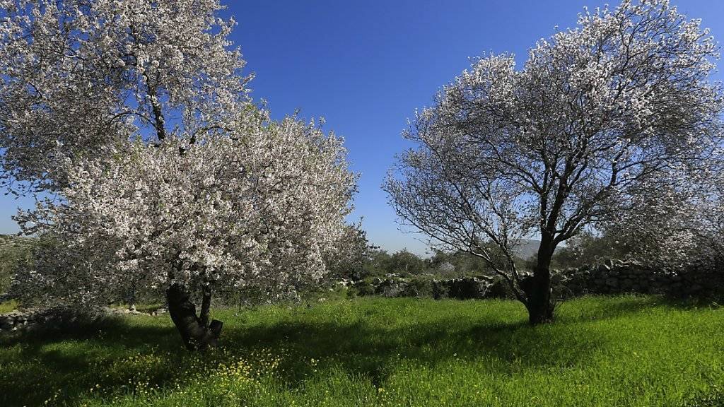 Aufnahme vor zwei Wochen von blühenden Mandelbäumen im Westjordanland