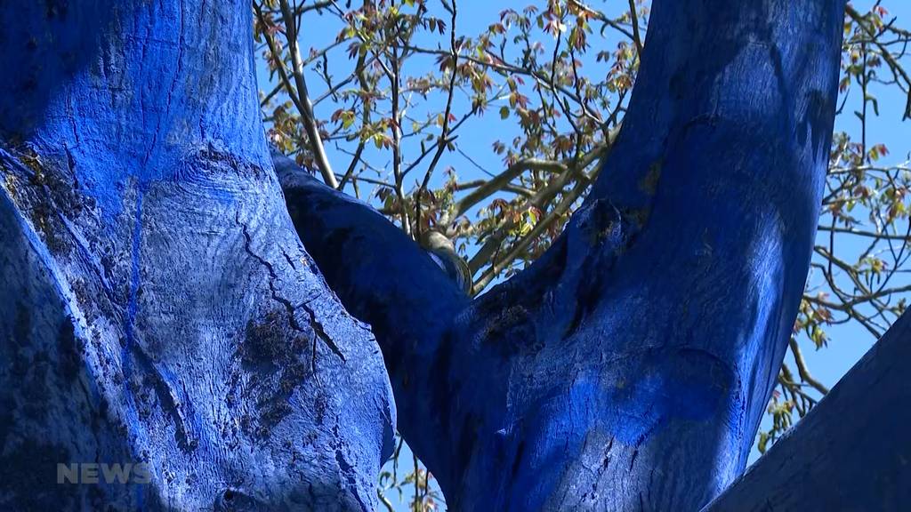 Warum steht ein blauer Nussbaum am Aareufer?