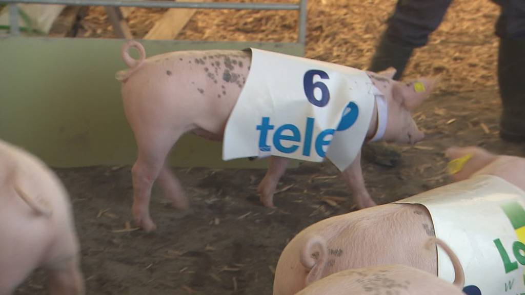 Laufstall und Säulirennen