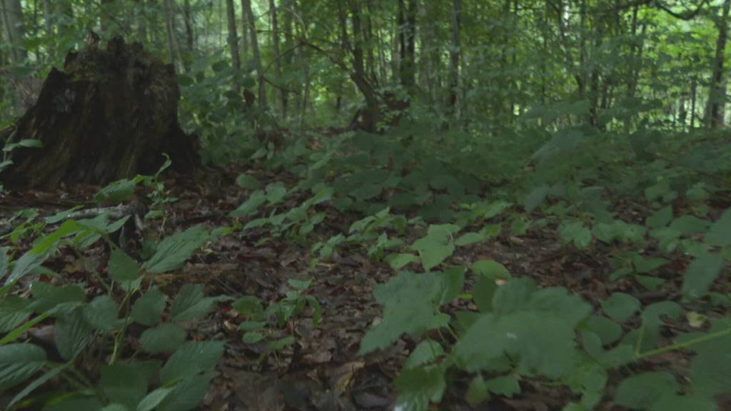 Fuchsbandwurm in der Schweiz auf Vormarsch