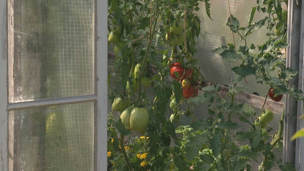 Trockenheit im Schrebergarten
