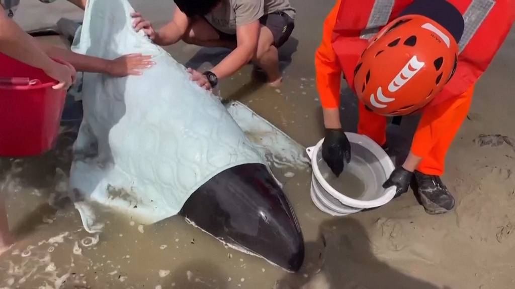 Wettlauf gegen die Zeit: Rettungsaktion für gestrandete Wale in Taiwan
