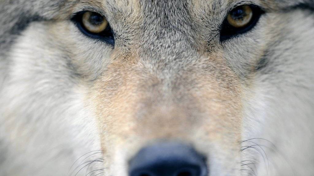 Erschossen: Das Tier, das stark verwest im Wallis gefunden wurde, war ein Wolf. (Symbolbild)