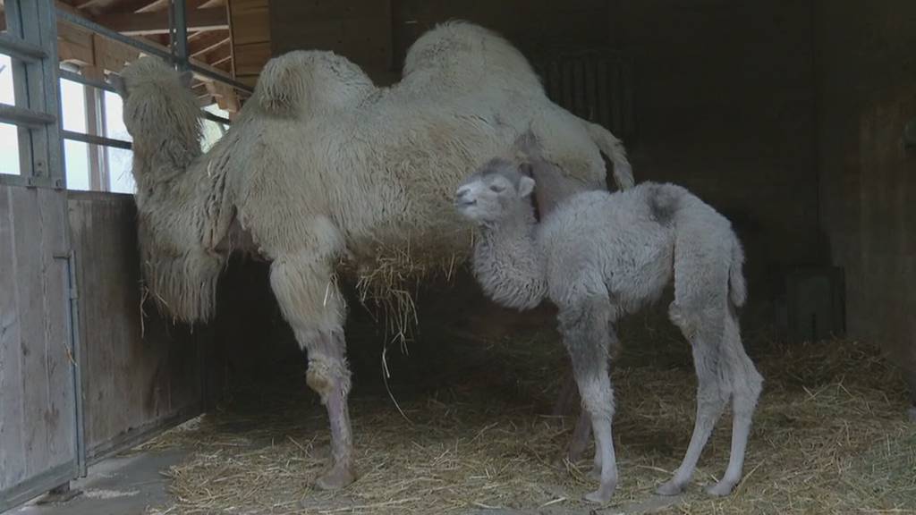 Herzige Tierbabys: Nachwuchs-Freude im Knies Kinderzoo