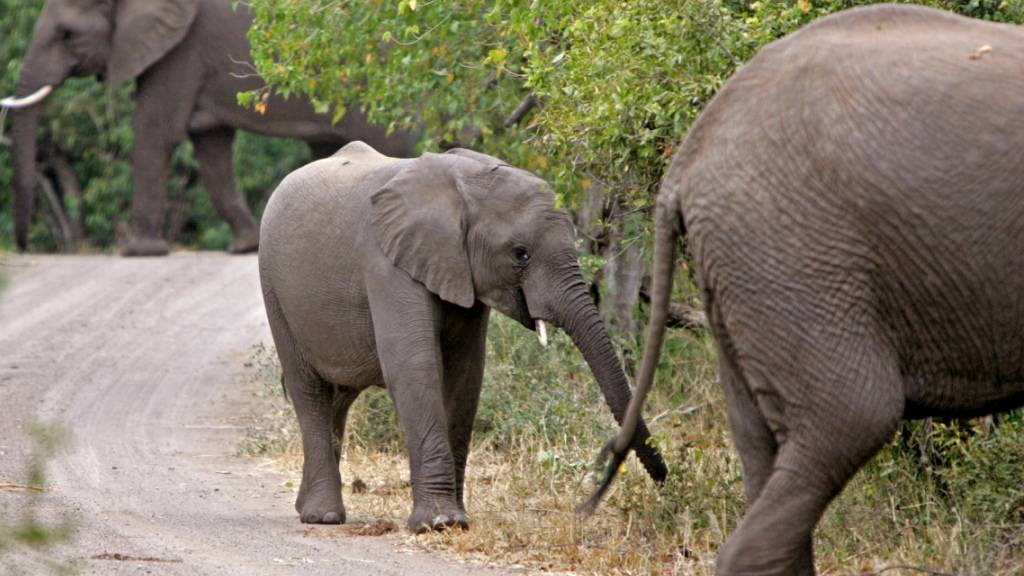 Aufgebrachte Elefanten haben im Krüger-Nationalpark einen Wilderer zu Tode getrampelt. (Archivbild)
