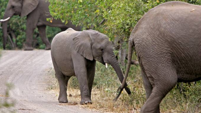 Elefant trampelt Wilderer in Südafrika zu Tode