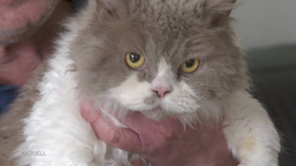 Aldi Katzenfutter: Ausser Spesen nix gewesen