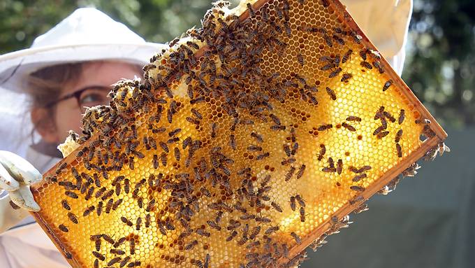 Uri besonders stark von Bienenseuchen betroffen