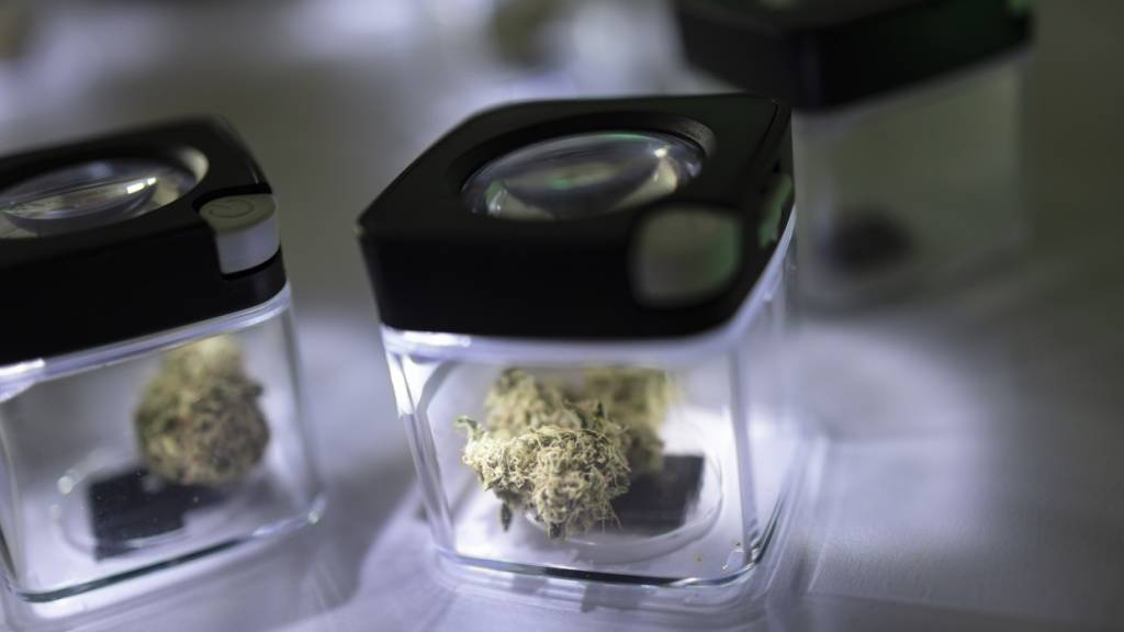 Die Cannabis-Studie zeigt, dass viele Kifferinnen und Kiffer auch schwächere Produkte schätzen würden. Diese sind auf dem Schwarzmarkt aber kaum erhältlich. (Symbolbild)