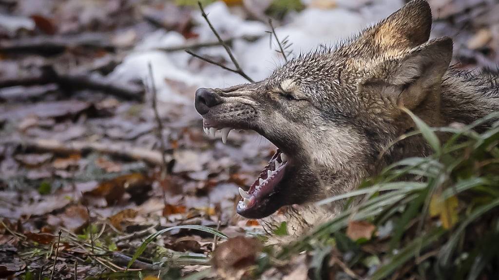 Ein Wolf fletscht im Wildnispark Langenberg die Zähne. (Archivbild)