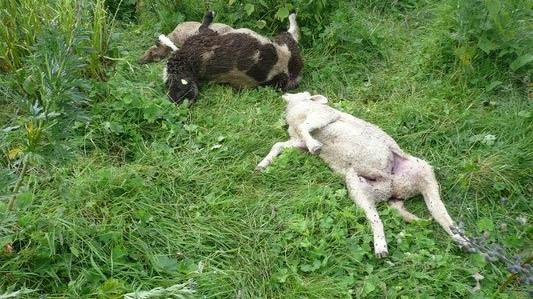 Ein Wolf hat in Flums drei Schafe getötet und drei weitere verletzt.