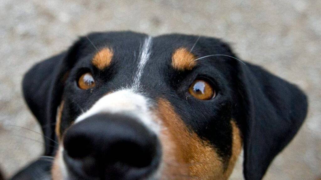 Eine Rentnerin muss sich wegen ihrer «Hundeerziehung» vor dem Bezirksgericht Winterthur verantworten. Sie hatte ihren Sennenhund mit der Leine am Kofferraum ihres Autos befestigt und das Tier hinter sich hergeschleift. (Symbolbild)