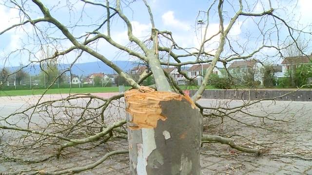 Schönenwerd: Wer hat diesen Baum gefällt?