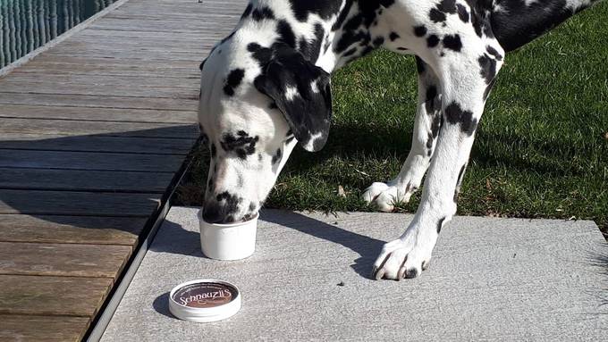 Echt? Ein vegetarisches Glacé für Hunde