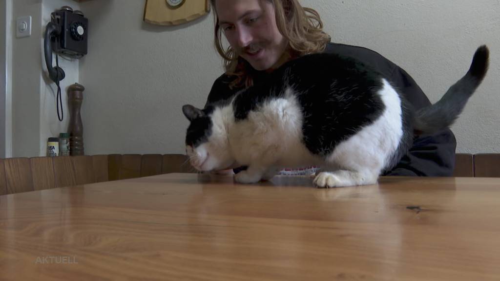 Katze 5 Monate verschwunden: Berner Schwinger findet Rita 100km weit weg im Aargau wieder