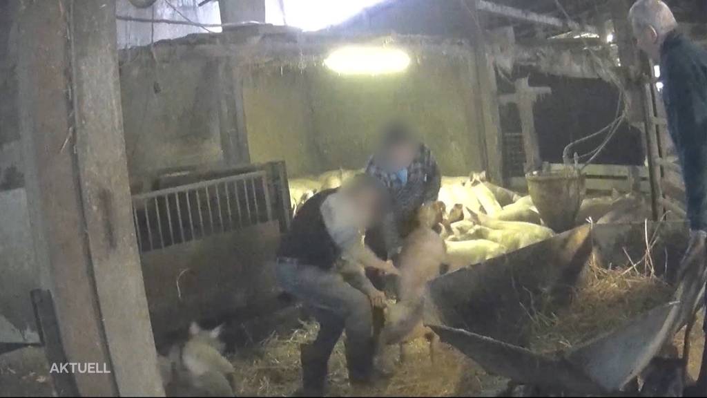 Tierquäler-Vorwürfe: Schweinebauer rechtfertigt sich
