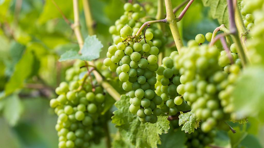 «Jage die letzte Süsse in den schweren Wein» (Rainer Maria Rilke); Das Zitat passt zum warmen Oktoberbeginn. (Archivbild)