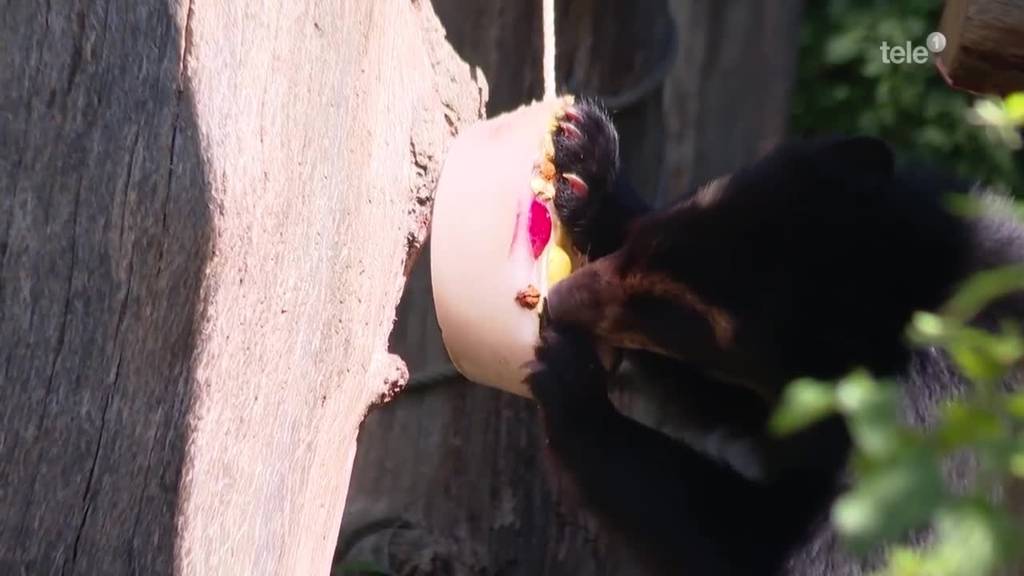 Zoo Zürich kühlt Tiere mit Eis ab