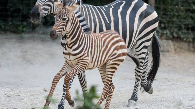 Zebra-Nachwuchs und neue Strausse im Basler «Zolli»