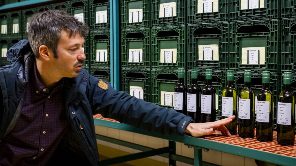 Jean-Sébastien Reynard von Agroscope präsentierte am Dienstag im Forschungszentrum in Pully VD die Weinflaschen mit sieben neuen Rebsorten. Die Rebsorten wurden im Vorfeld der Fachmesse Agrovina in Martigny vom Donnerstag erstmals der Öffentlichkeit vorgestellt.