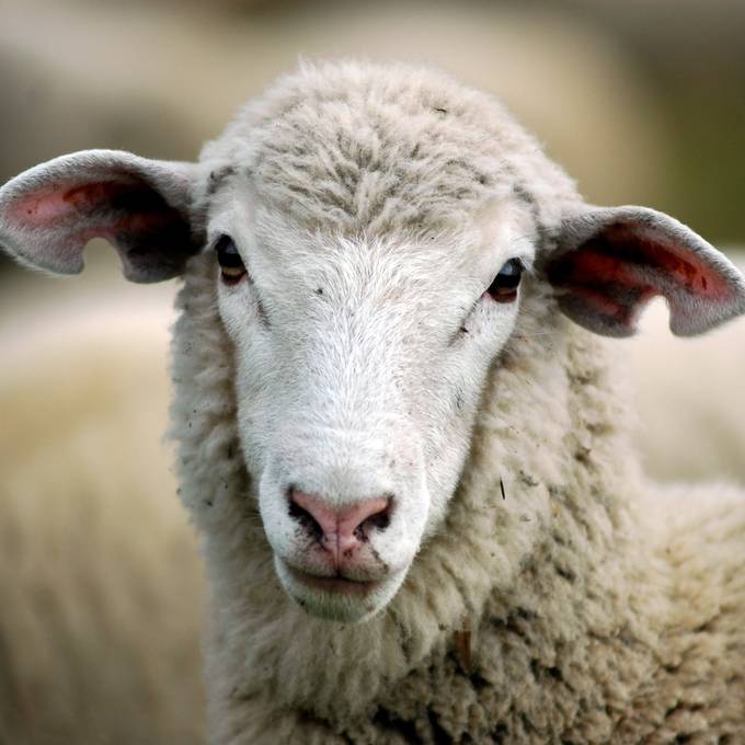 Jäger erschiessen aus Versehen Schafe