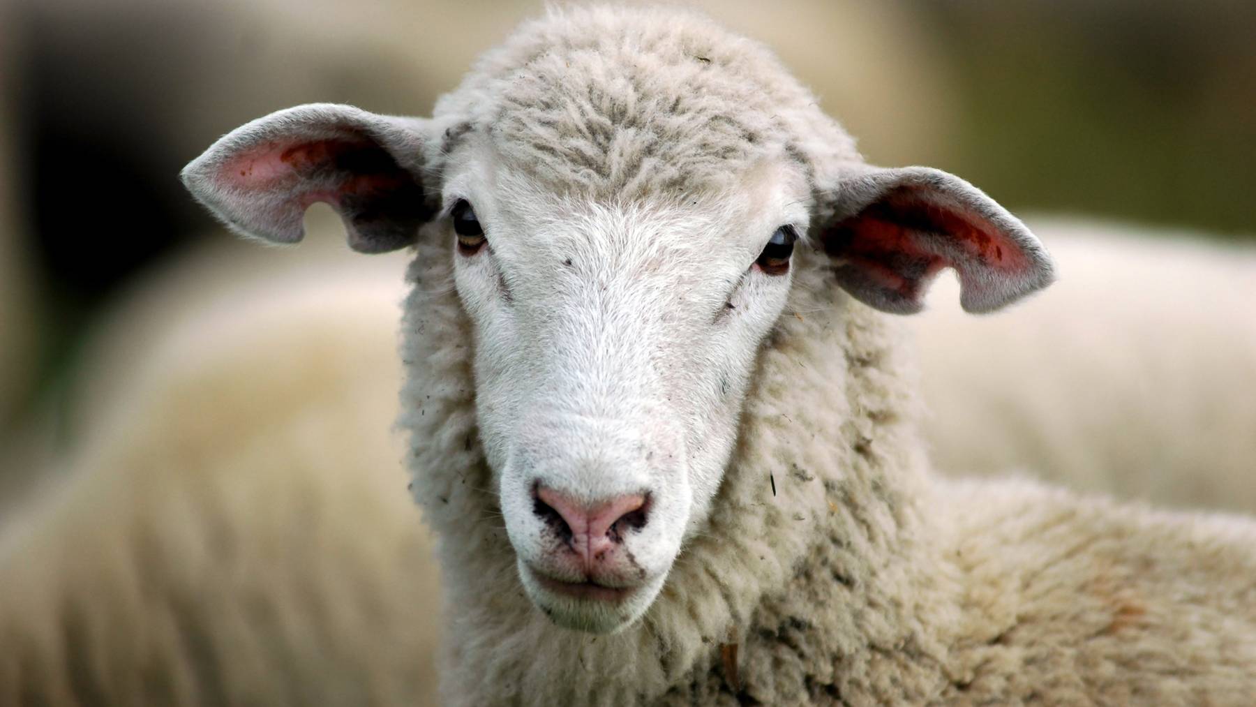 Im Raum Affeltrangen-Thundorf wurden versehentlich vier Schafe getötet. (Symbolbild)