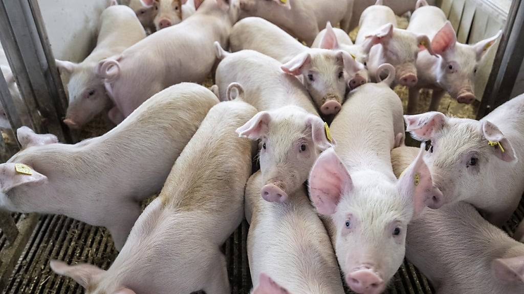 Die Anzahl der bei Tierversuchen eingesetzten Schweine hat sich gegenüber dem Vorjahr verzehnfacht.