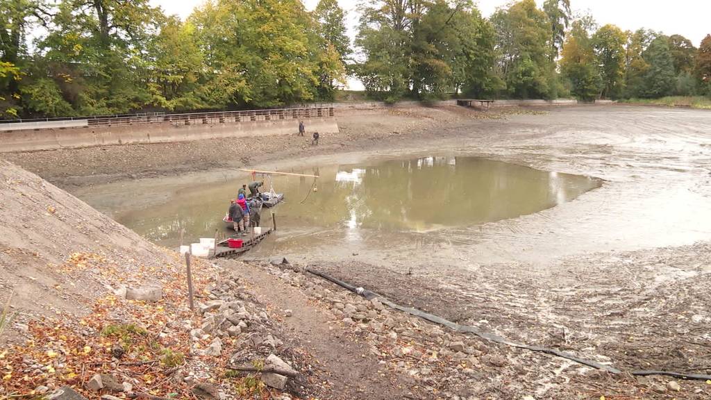 St.Galler Knabenweiher wird abgefischt