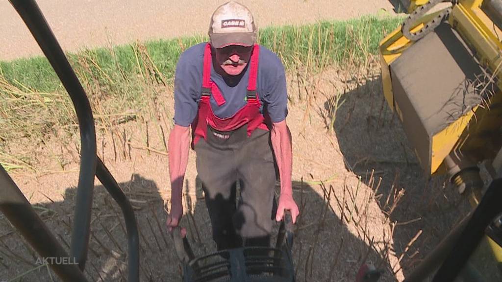 Dauereinsatz: Landwirte müssen das Getreide ernten