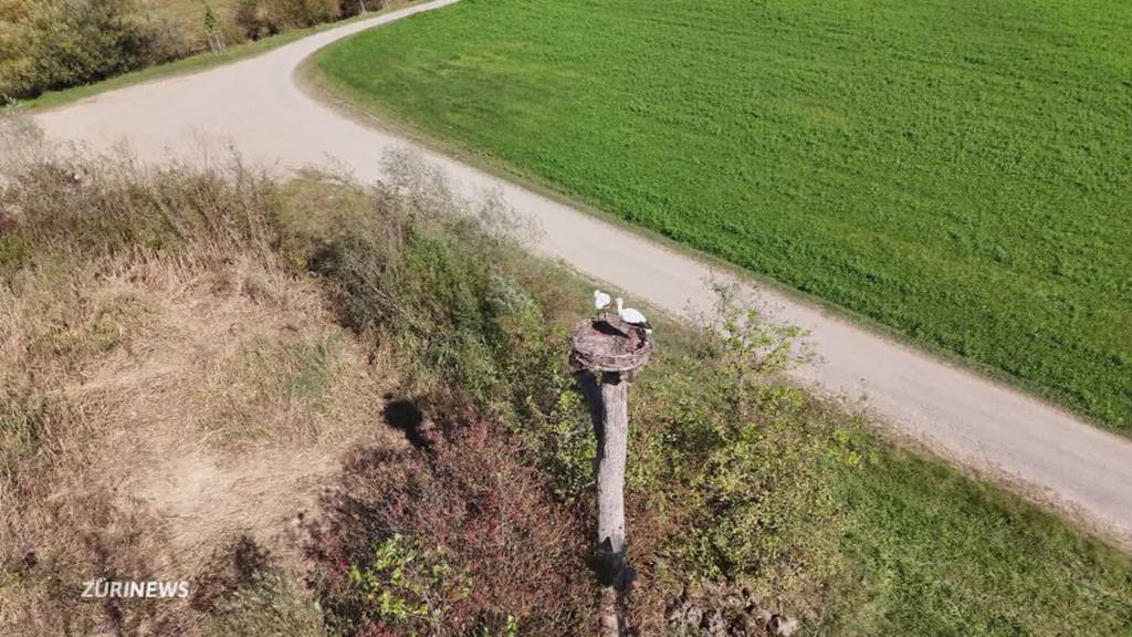 Lockvögel im Zürcher Weinland: Plastik-Störche sollen echte anlocken