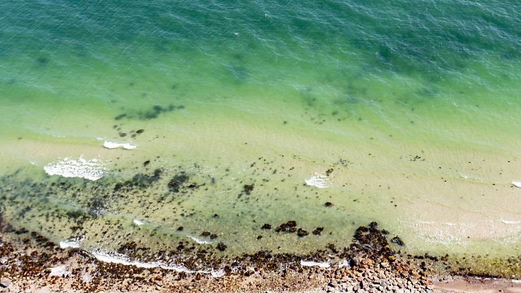 Forschende entdecken Tierwelt bei Tiefsee-Vulkan