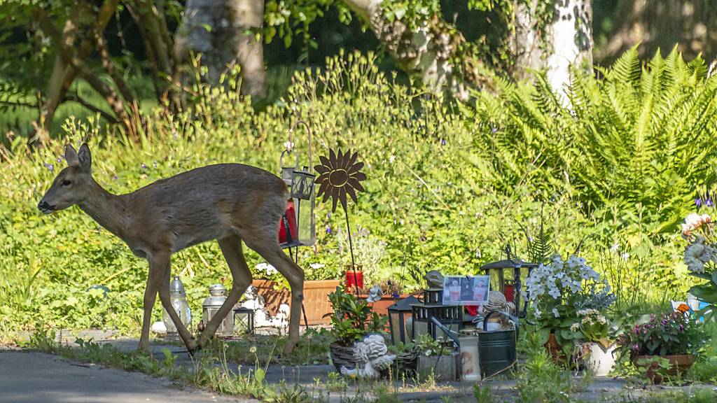 In Winterthur wurden am Dienstag Rehe vom Friedhof Rosenberg vertrieben. In Riehen BS (hier im Bild) mussten kürzlich dutzende Tiere umgesiedelt werden, weil sie immer wieder zurückkehrten. (Archivbild)