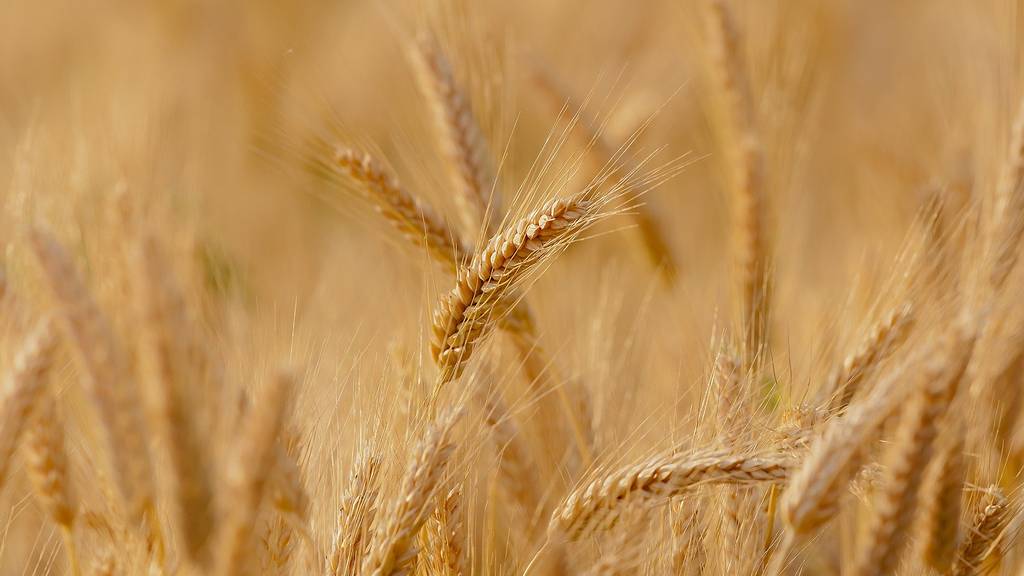 Zu wenig Getreide in der Schweiz – Bundesrat will mehr importieren