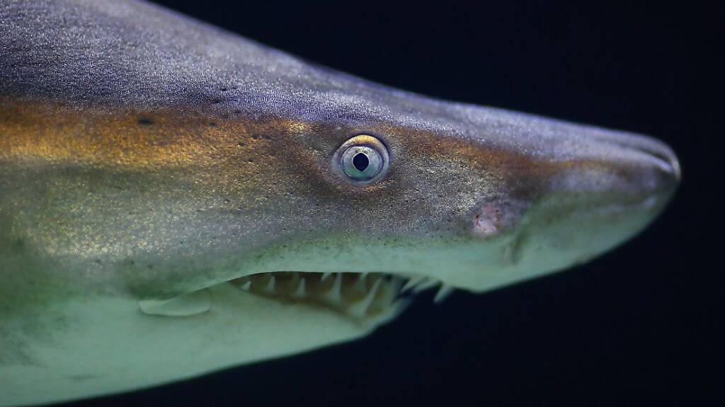 Haie besitzen laut einer Studie nur ein schwaches Sehvermögen. (Archivbild)